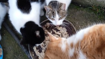 Zbiórka Na kastrację kotków z Cisówki - miniaturka zdjęcia