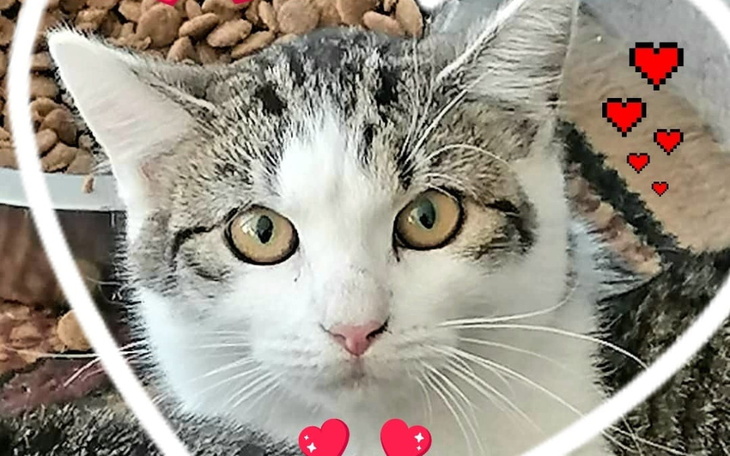 Zbiórka Miłość na Czterech Łapach - zdjęcie główne