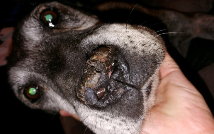 Zbiórka Ratujemy chory nos Miodka - zdjęcie główne