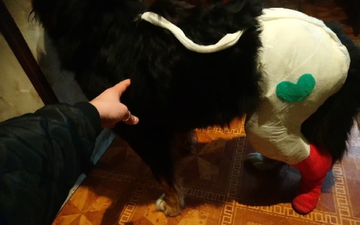 Zbiórka Zabieg Belli z pseudochodowli🙏 - zdjęcie główne