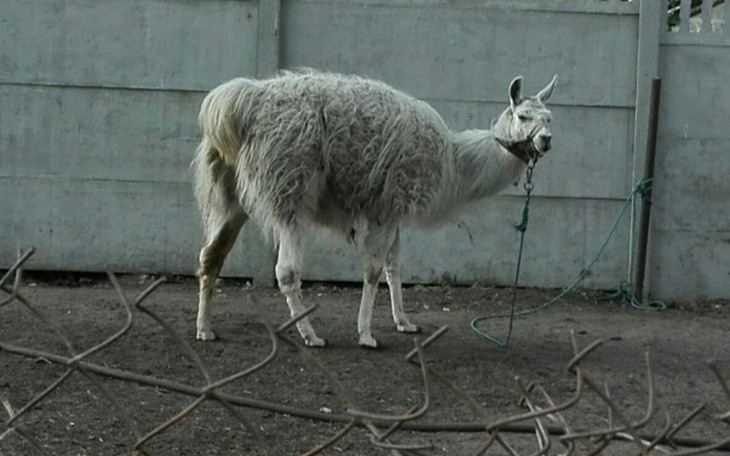 Zbiórka Lama tez chce zyc. Pomóz Mi.🙏 - zdjęcie główne