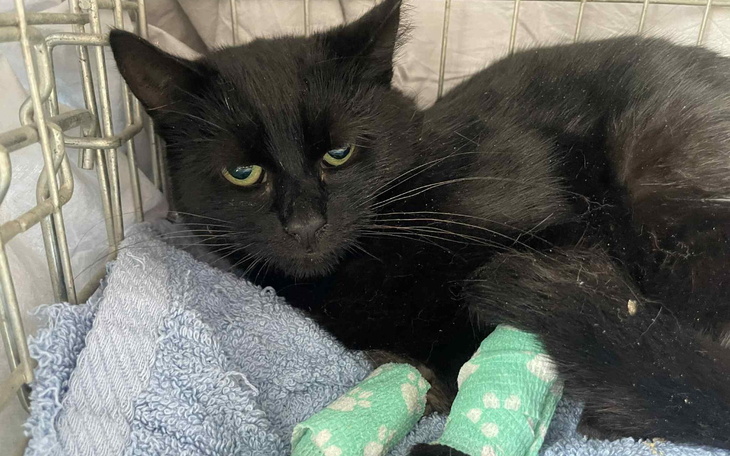 Czarny kot z opatrunkami na łapkach, leżący na kocach.