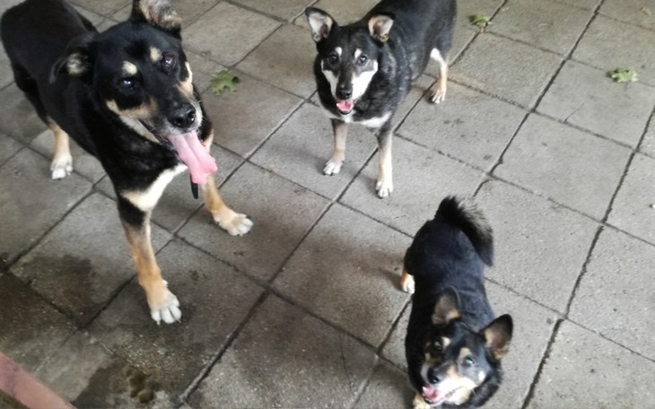 Trzy psy stojące na chodniku, uśmiechnięte i radosne.