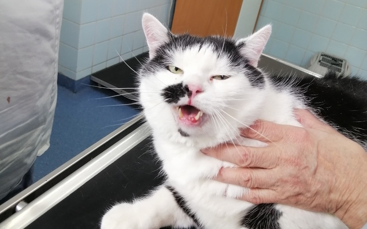 Zbiórka 2 kocury P. Ani zabiegi W-wa - zdjęcie główne