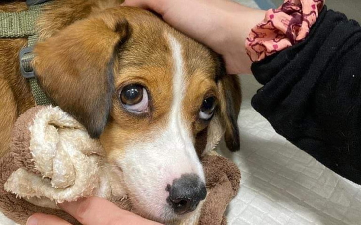 Zbiórka Cudem przeżyła. Pomoc dla Kropki - zdjęcie główne