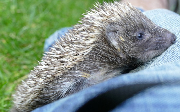 Zbiórka Pomóż oseskom dzikich zwierząt - zdjęcie główne