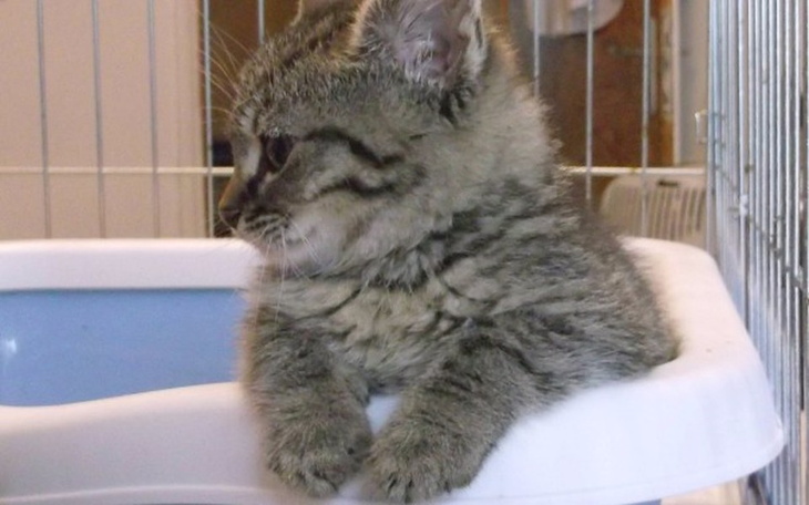 Zbiórka Kotki u Mjetka - zdjęcie główne