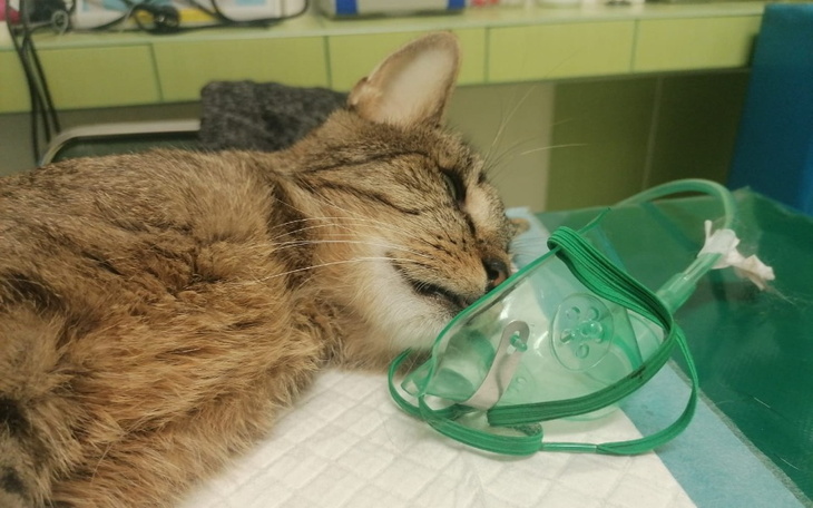 Zbiórka Na ratunek kotu ze śmietnika - zdjęcie główne