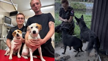 Zbiórka Na walkę z okrucieństwem! - miniaturka zdjęcia