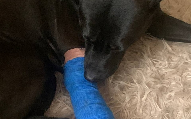 Zbiórka Operacja naszego ukochanego pies - zdjęcie główne