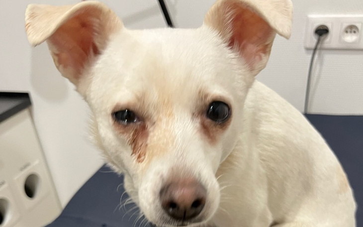 Zbiórka Melka - chore oko - zdjęcie główne