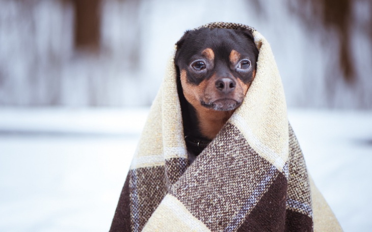 Zbiórka Ciepła zima w schroniskach - zdjęcie główne