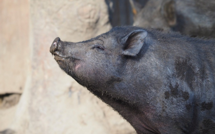 Zbiórka Czwarte urodziny Małgosi - zdjęcie główne