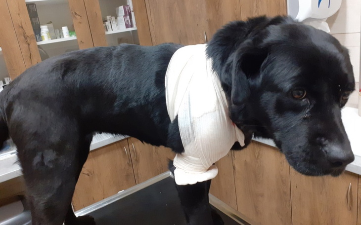 Zbiórka Drapcia pogryziona przez wilka - zdjęcie główne