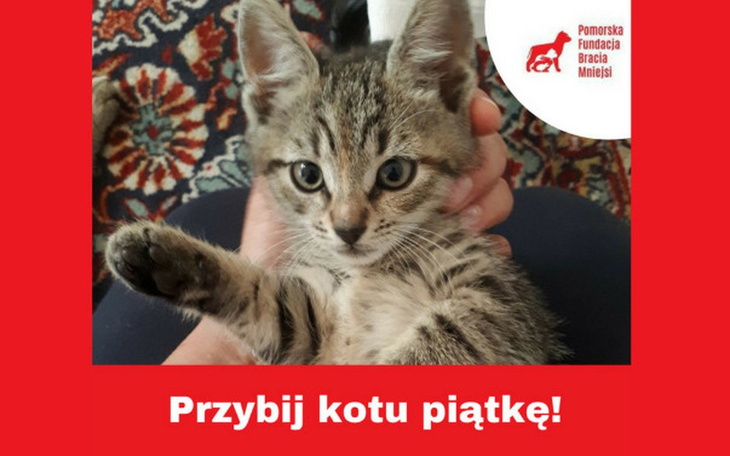Zbiórka Przybij kotu piątkę! - zdjęcie główne