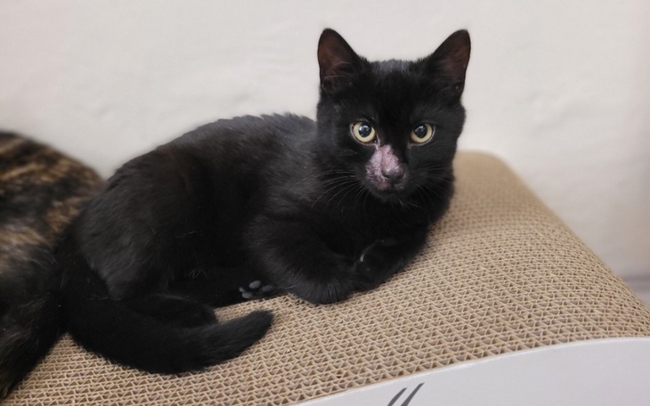 Zbiórka Zostań dla nich Św. Mikołajem - zdjęcie główne