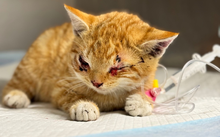 Chory kotek z ranami, potrzebujący pomocy.