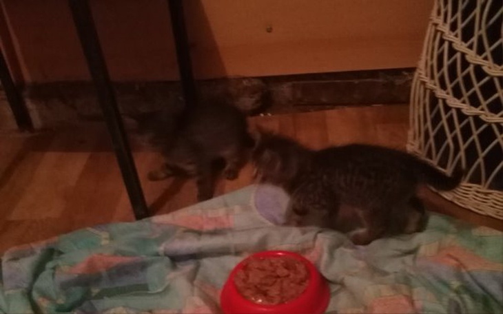 Zbiórka kotki z węzła cieplnego - zdjęcie główne