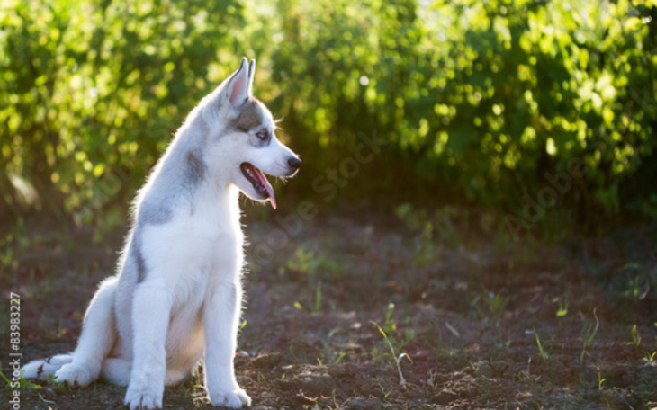 Zbiórka Zbiorka na Schronisko - zdjęcie główne