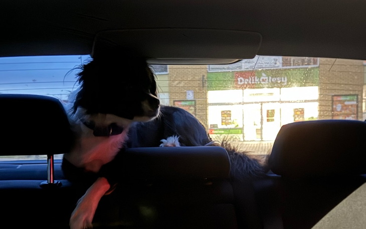 Zbiórka Piorun potrzebuje POMOCY - zdjęcie główne