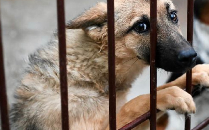 Zbiórka Pomoc pieskom z schroniska - zdjęcie główne