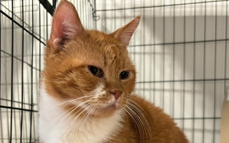 Zbiórka Zbiórka na zabieg Bongo - zdjęcie główne