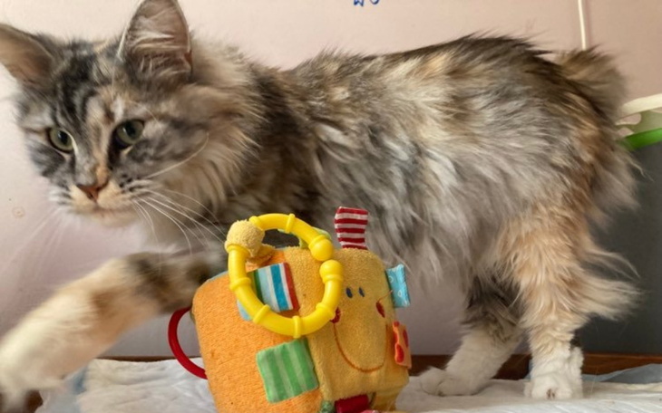 Zbiórka Walczę o życie Mony - zdjęcie główne