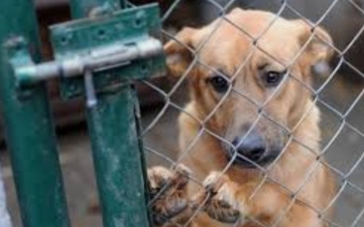 Zbiórka Na shronisko dla psiaków i kotów - zdjęcie główne