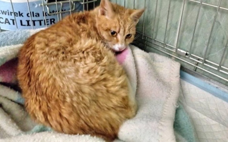 Zbiórka Na połamaną miednice Mazurka - zdjęcie główne