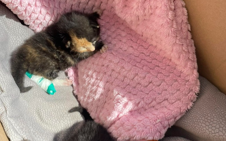 Zbiórka To cud, że żyją - Ratujemy - zdjęcie główne