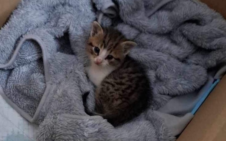 Zbiórka Znalezione kociątko w krzakach - zdjęcie główne