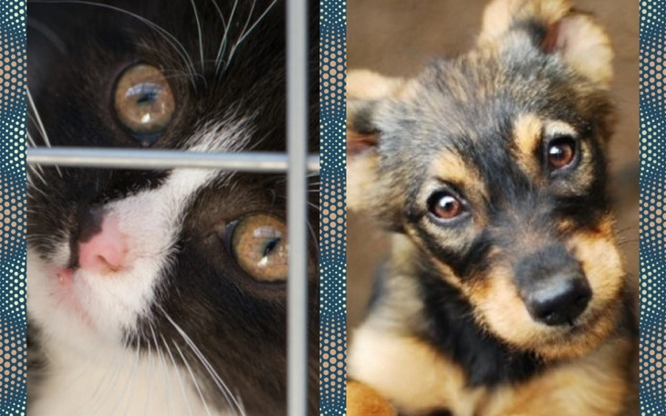 Koty i szczeniak w klatce, patrzące na zewnątrz.