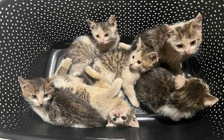 Sześć kociąt w koszu, bawią się i odpoczywają razem.