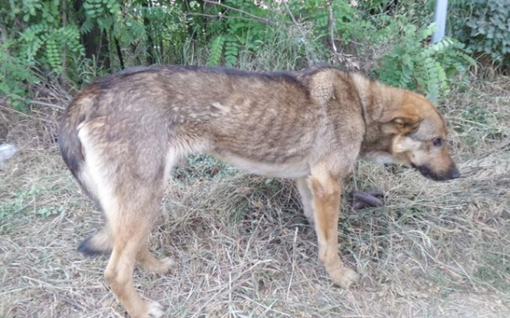 Zbiórka Dla Jamor-a - zdjęcie główne