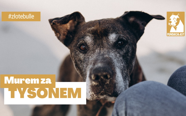 Zbiórka Murem za Tysonem - zdjęcie główne