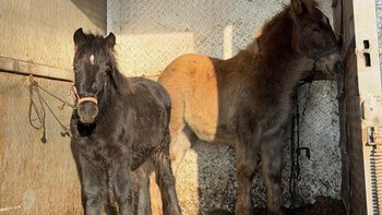 Zbiórka Dzieciątka - miniaturka zdjęcia