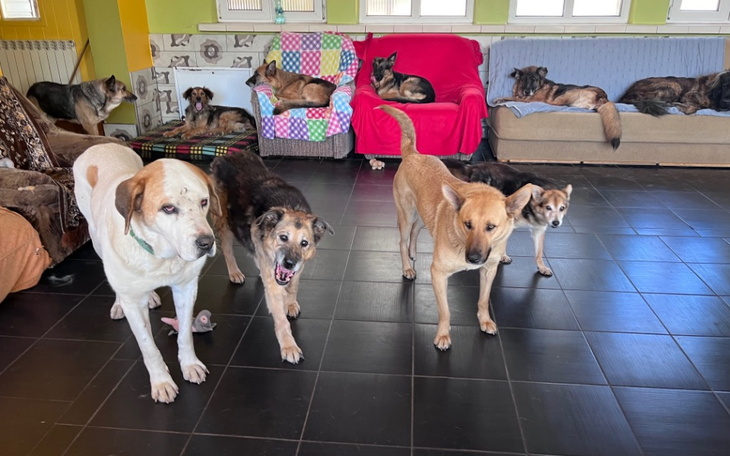 Psy w schronisku, czekające na adopcję w przytulnym wnętrzu.