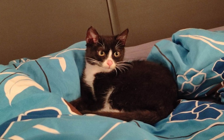 Zbiórka Miki chce żyć - zdjęcie główne