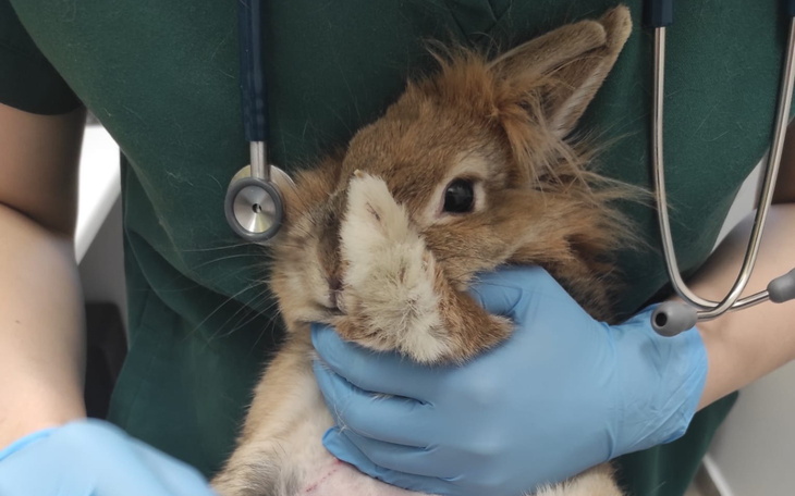 Weterynarz trzymający królika w rękach, gotowy do badania.