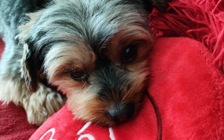 Mały piesek leżący na poduszce, z wyrazem smutku.