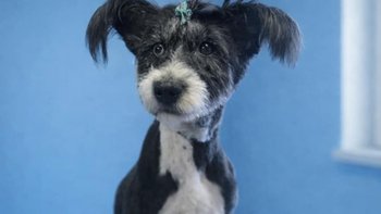 Zbiórka Na Pomoc Lusi - miniaturka zdjęcia