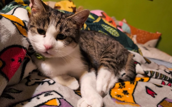 Kot leżący na kolorowych kocach, wyglądający na zrelaksowanego.