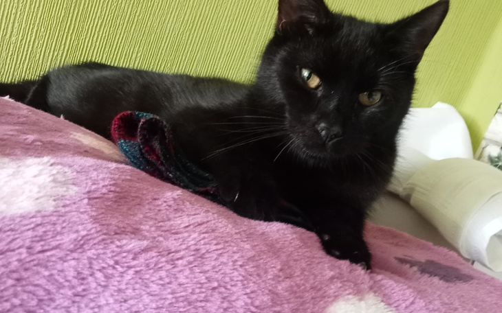 Zbiórka Jedzenie dla kotka mojego - zdjęcie główne