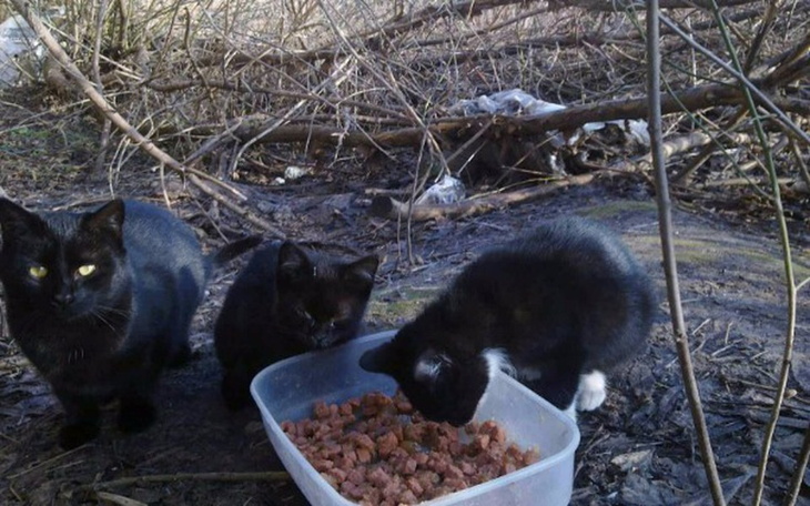 Zbiórka Pomóżmy pomagać bezdomnym kotom! - zdjęcie główne