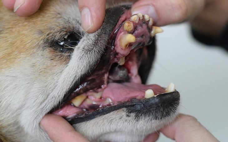 Zbiórka Złamana żuchwa Lolka- operacja - zdjęcie główne