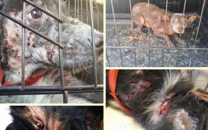 Zbiórka Zaniedbane psy z interwencji - zdjęcie główne