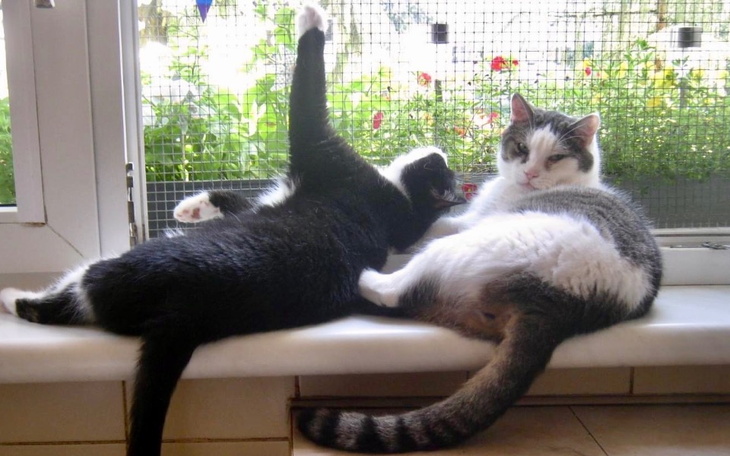 Zbiórka Święta dla zwierząt w fundacji - zdjęcie główne