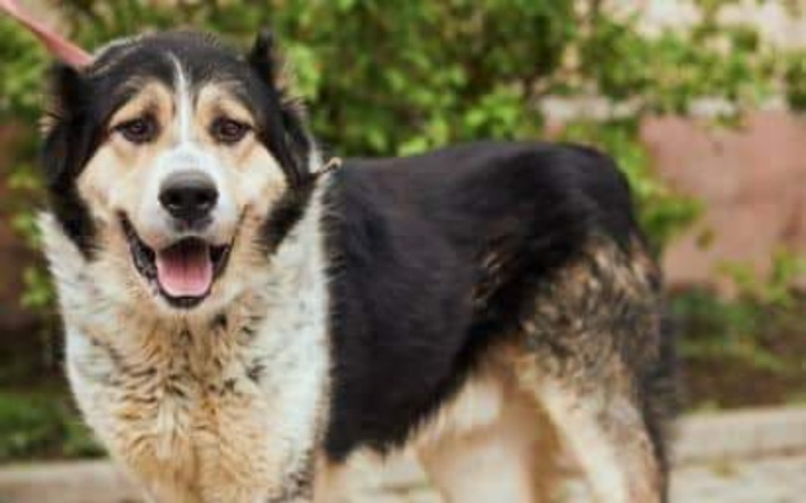 Zbiórka Pomoc Halkowi - zdjęcie główne