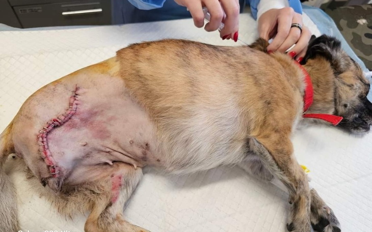 Zbiórka SONIA nie może dłużej cierpieć. - zdjęcie główne