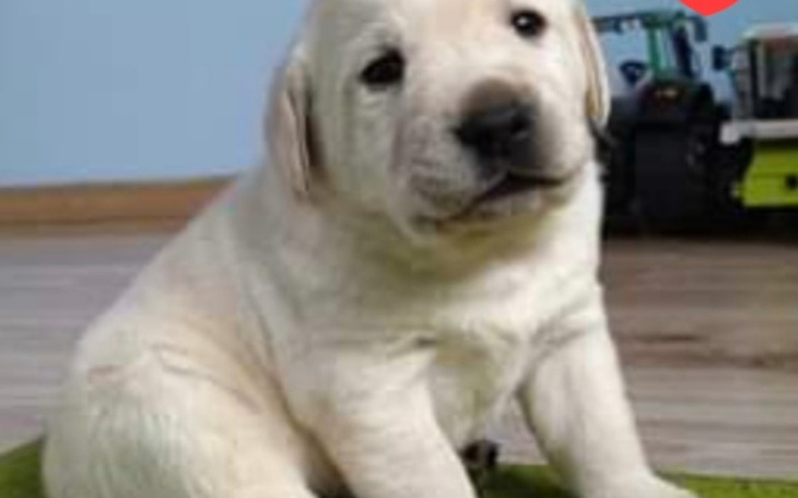 Zbiórka Na kupno psa do dogoterapii - zdjęcie główne